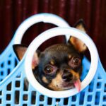 Je hond of kat laten verhuizen zonder stress